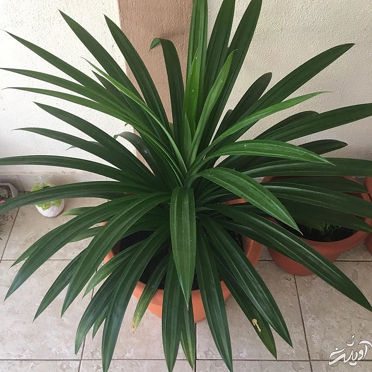 دو پیشنهاد عالی برای نگهداری از گیاهان آپارتمانی در محیطهای کم نور